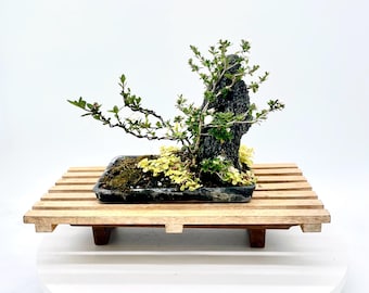 Hand-Styled Sarissa Snow Rose Bonsai: Tiny White Blooms, Lava Stone Accent, Miniature Landscape Tree