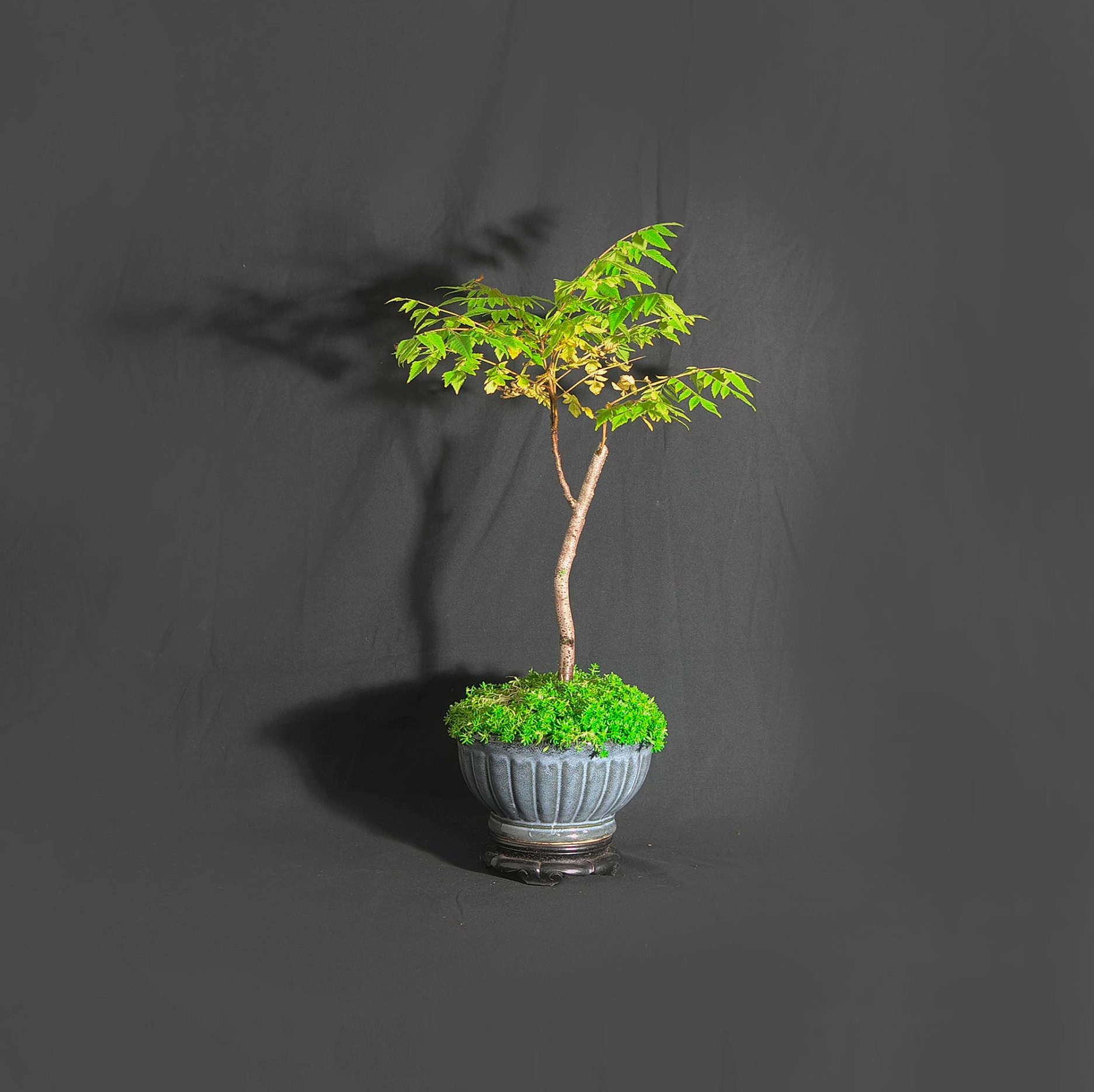Golden rain bonsai tree, So long 2020 collection from LiveBonsaiTree