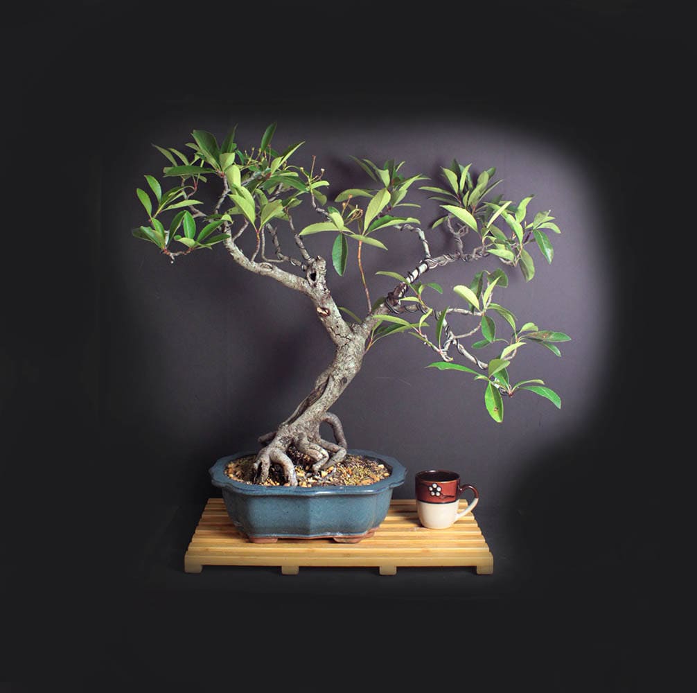 Indian Hawthorn Bonsai Tree Care: Expert Tips and Techniques