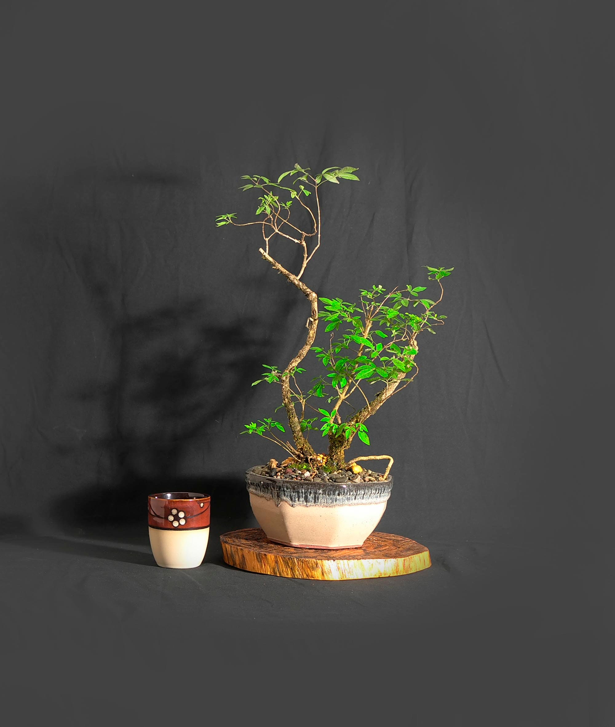 Texas Lilac bonsai tree, Marta's Wood bonsai collection from LiveBonsaiTree