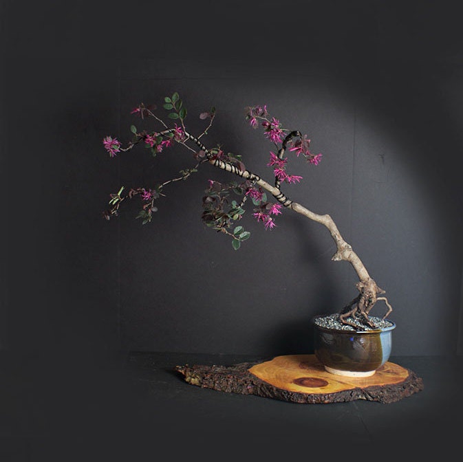 Loropetalum bonsai tree, Tropical bloom Collection from LiveBonsaiTree