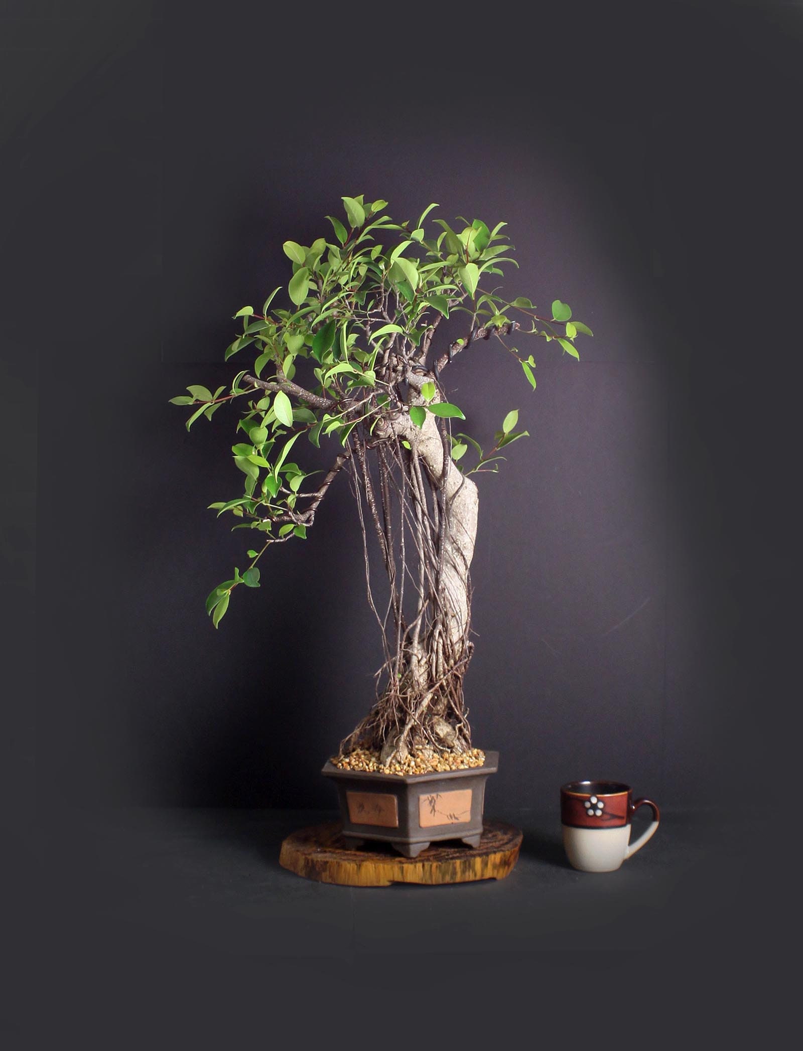 Mature ficus micro carpa bonsai tree, Indoor bonsai collection from LiveBonsaiTree