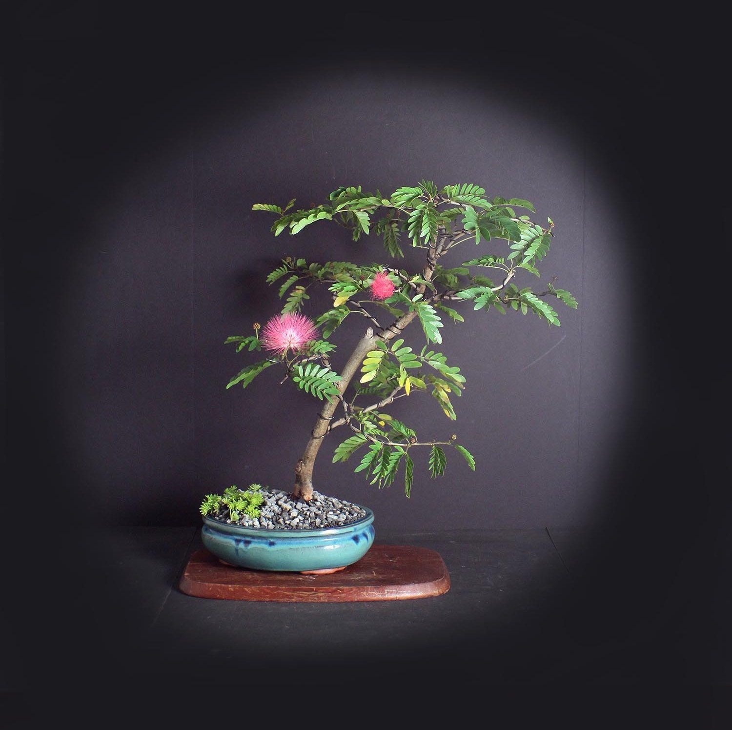 Pink Powder Puff bonsai tree, Blooming Tropics Collection from