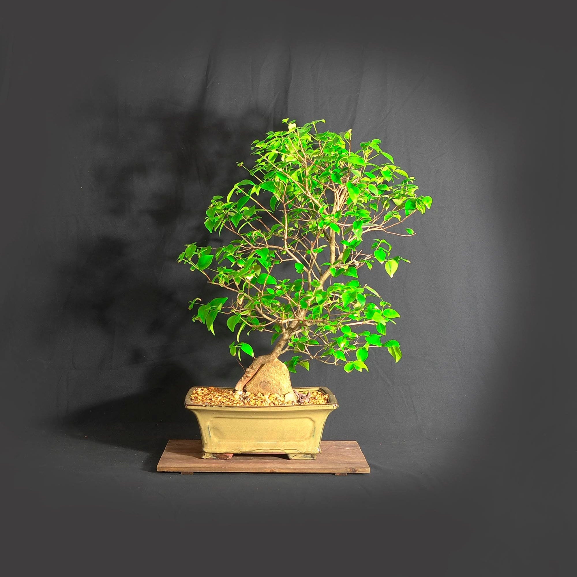 Dwarf Surinam cherry (rare) bonsai tree, Serenity collection from