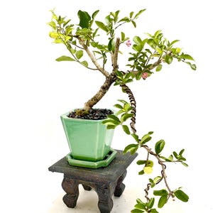 Barbados cherry bonsai tree, &quot;My green pet&quot; collection from Live Bonsai Tree