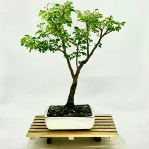 Manila Tamarinde Bonsai Baum: Glasierte Schale, Magnet Kolibri