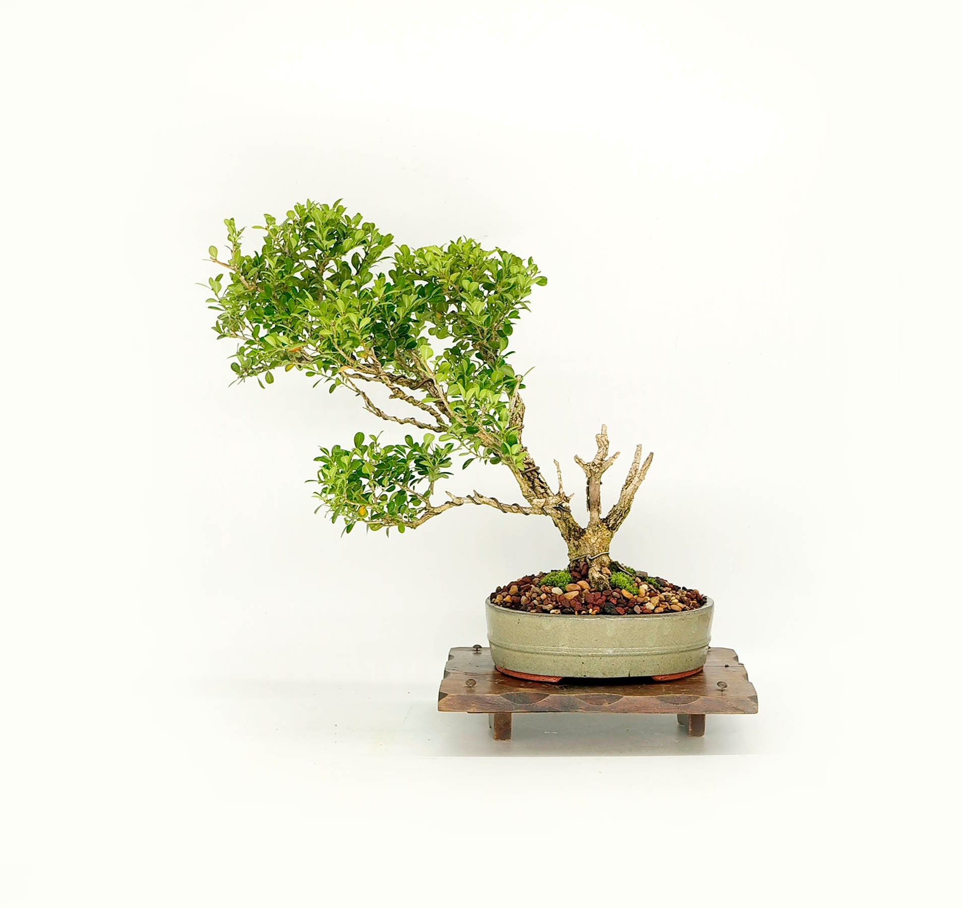 Japanese Boxwood Bonsai Tree, Alternate Energy collection Live Bonsai Tree