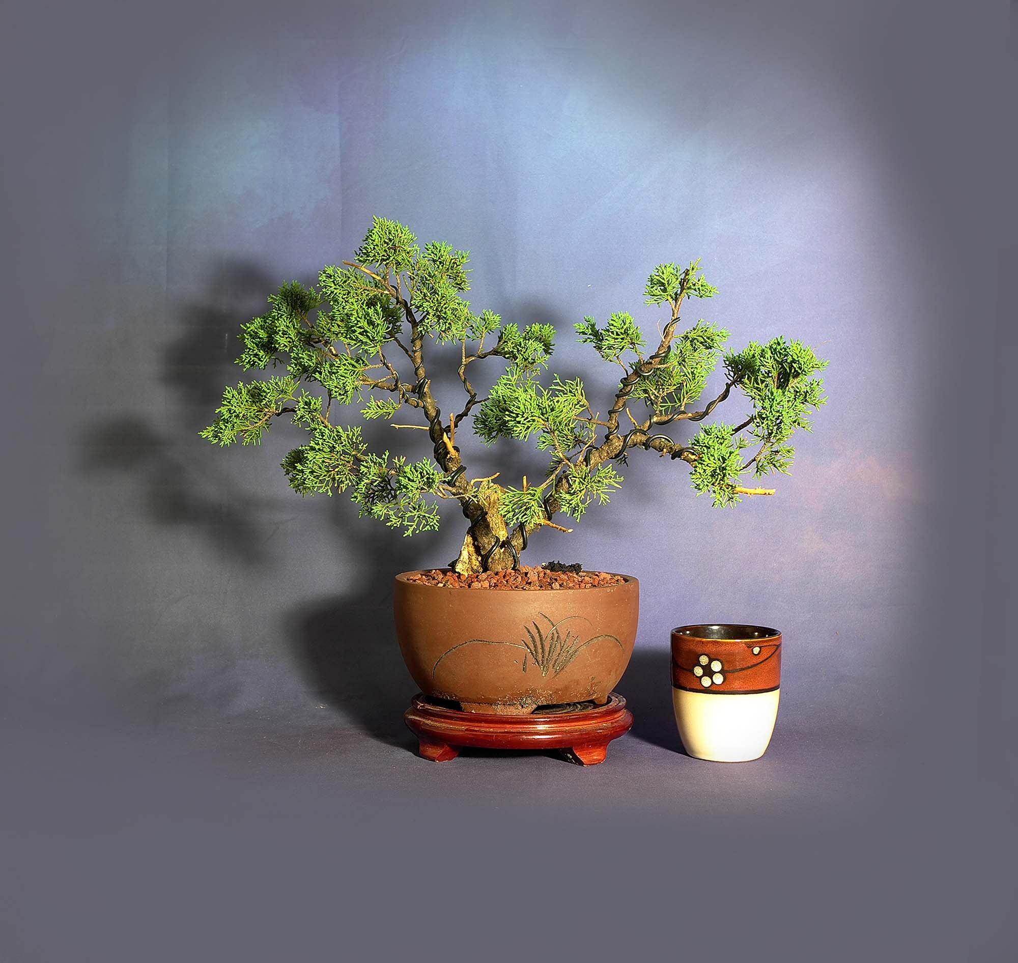 Juniper shimpaku bonsai tree, Japanese Conifer collection from