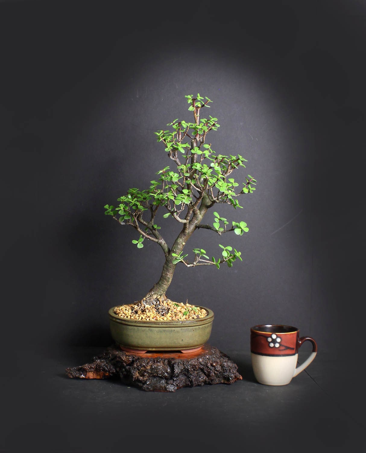 Dwarf jade bonsai tree, African Safari bonsai collection from LiveBonsaiTree