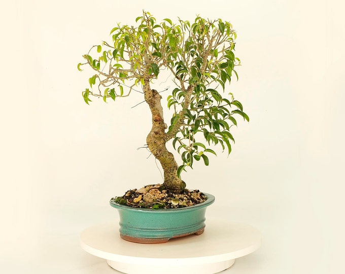 Ficus Wiandii bonsai tree, "Social Status" collection from Live Bonsai Tree