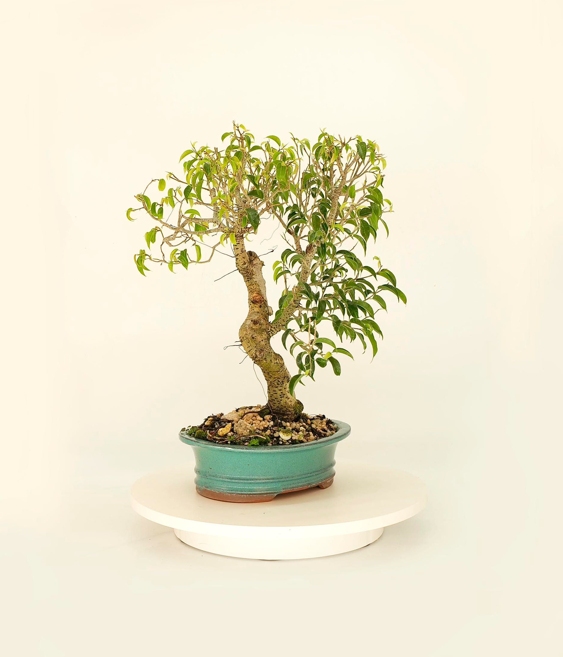 Yaupon Holly Bonsai Tree in 6 Plastic Bonsai Pot With Humidity