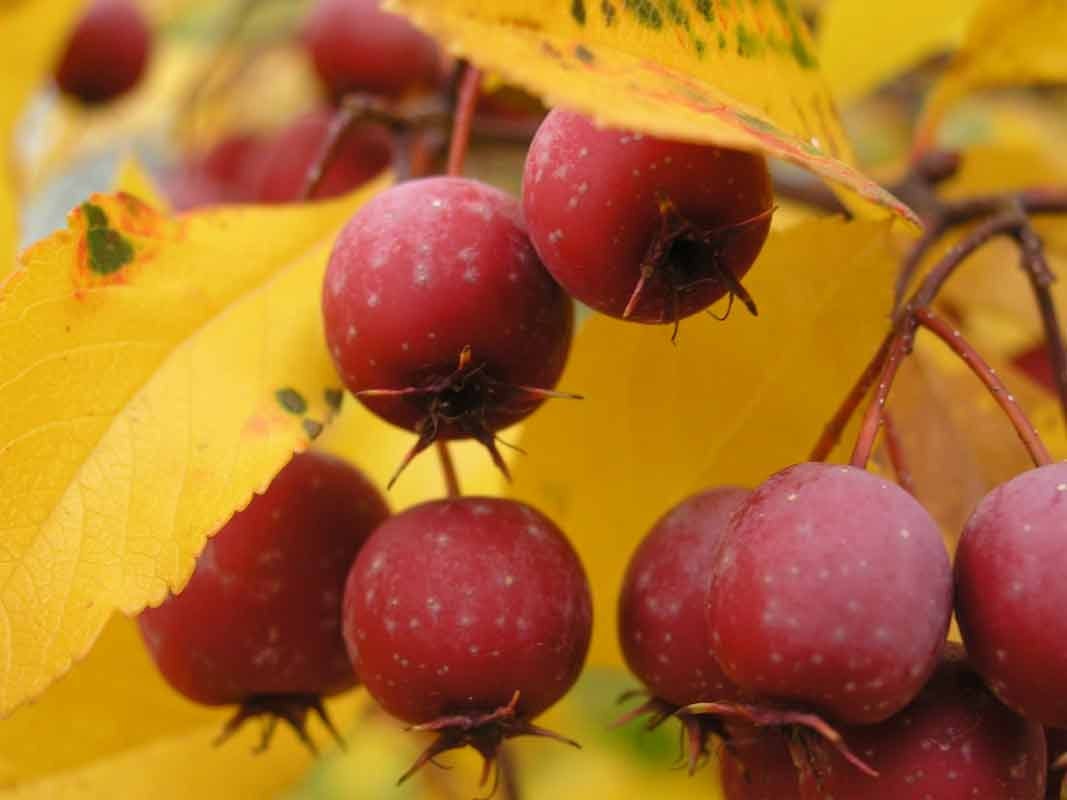 Yellow Hawthorn Bonsai Tree, Rare flora collection from LiveBonsaiTree