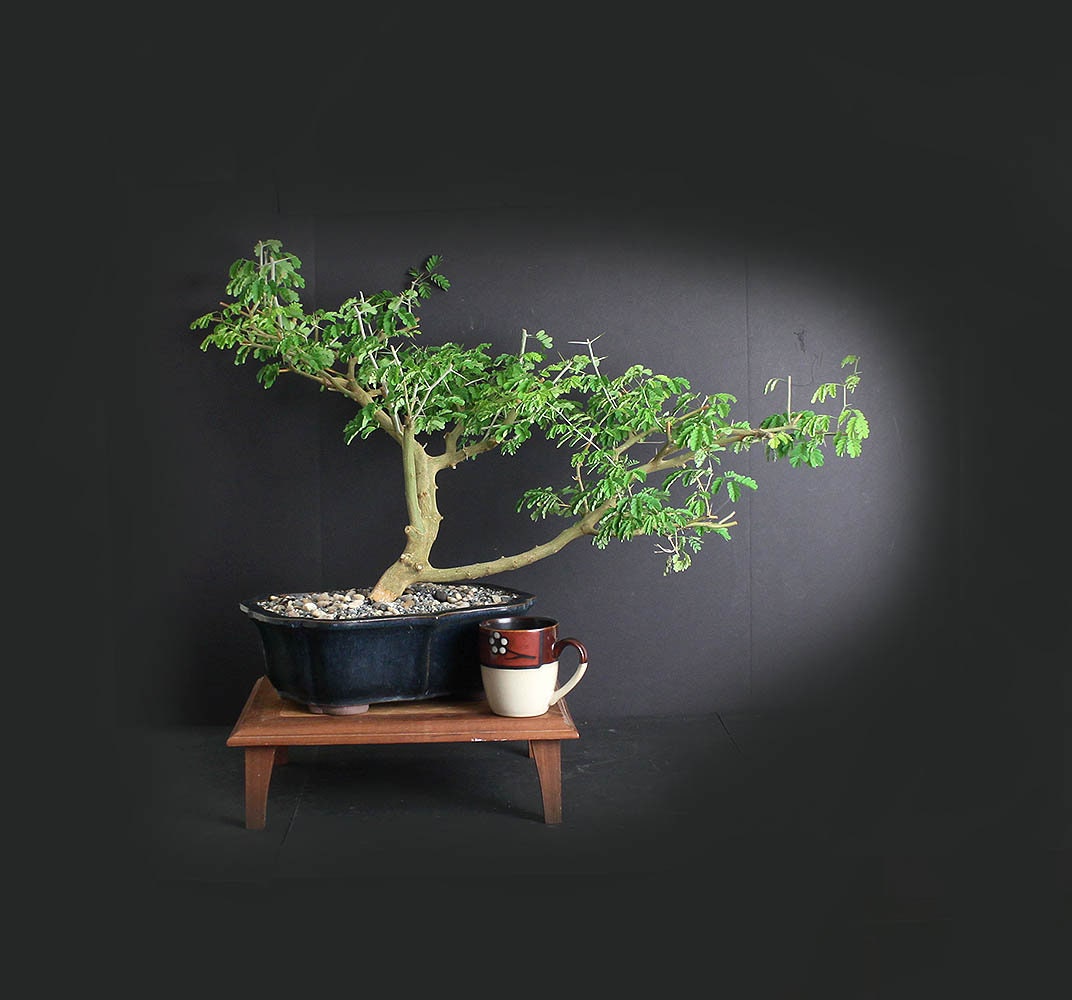 Mature Brazilian raintree bonsai tree, Exotic flora collection from