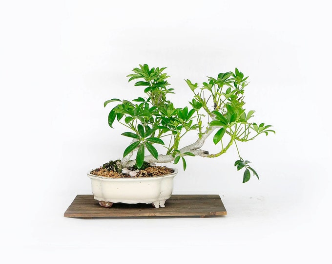 Schefflera bonsai tree, "Wake up the world!" Collection from LiveBonsaiTree