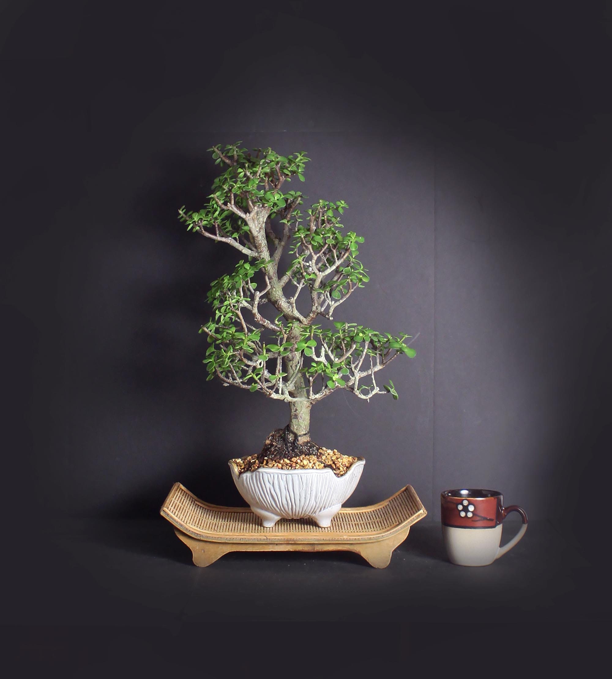 Dwarf jade bonsai tree, African Safari bonsai collection from LiveBonsaiTree