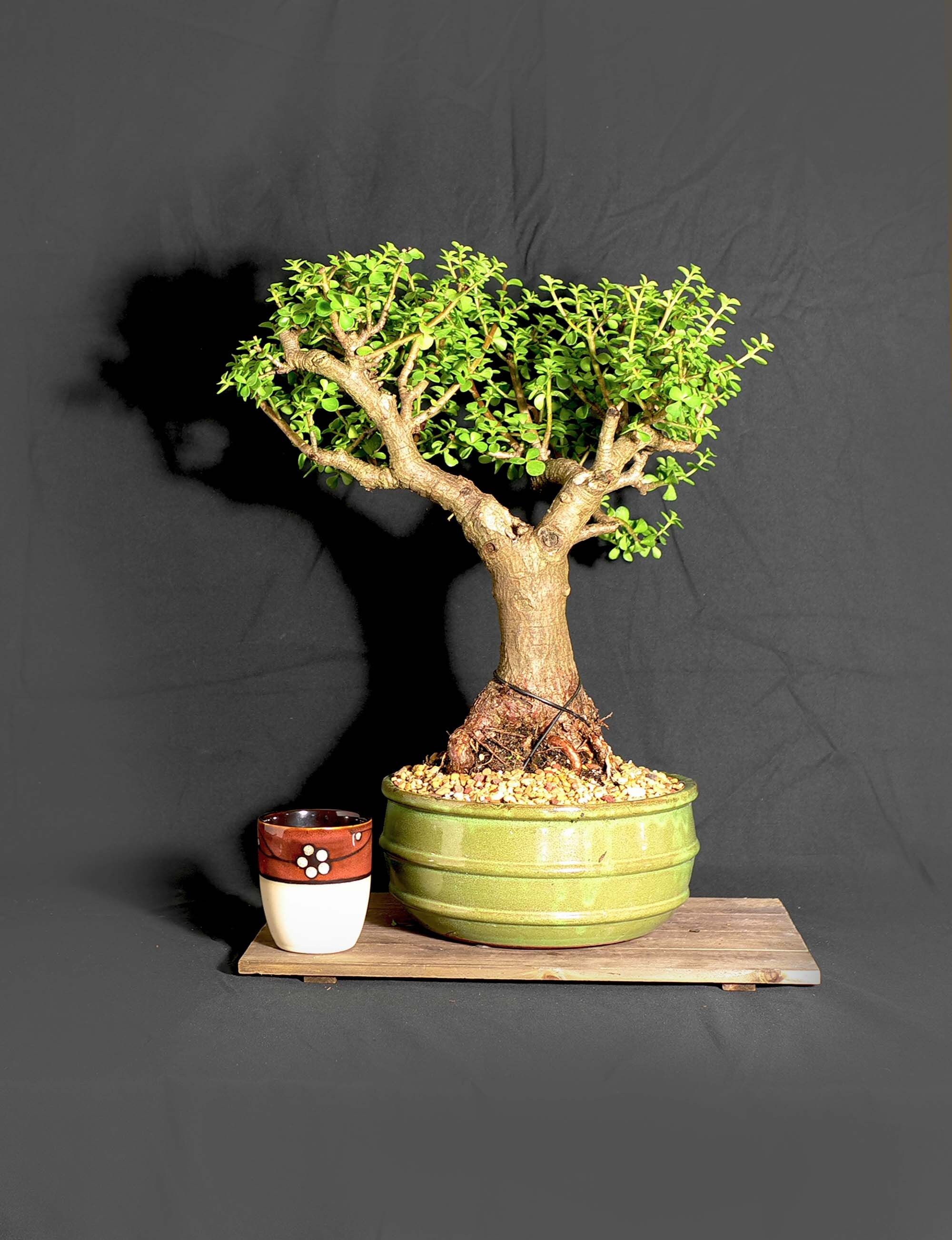 Mature dwarf jade bonsai tree, New normal collection from LiveBonsaiTree