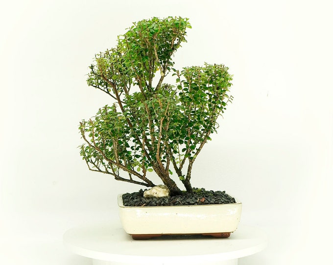 African boxwood (rare) bonsai tree, "Has some age on it" collection from Live Bonsai Tree