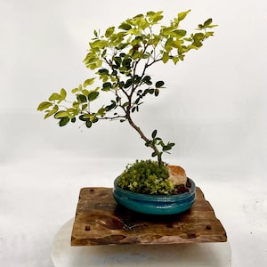 Manila Tamarinde Bonsai Baum in glasierter Schale - Kolibri Magnet