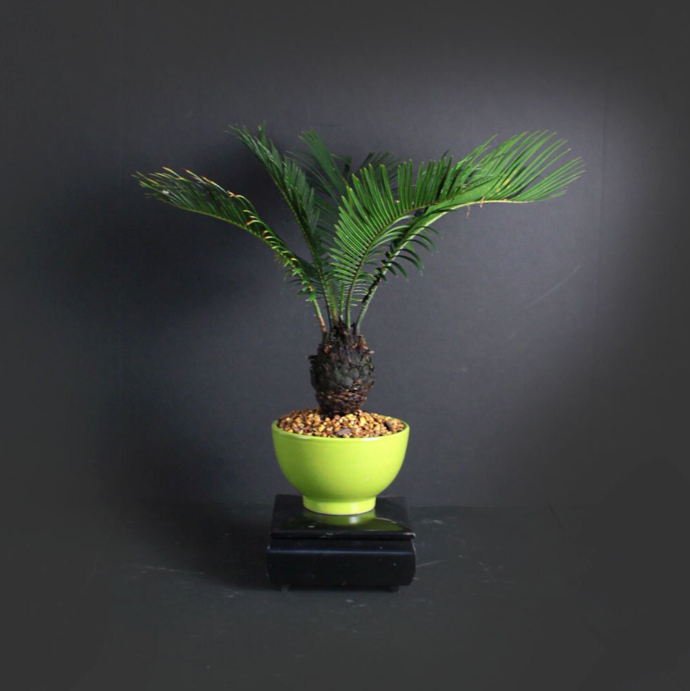 Sago Palm Bonsai Tree, Palm Bonsai collection from LiveBonsaiTree
