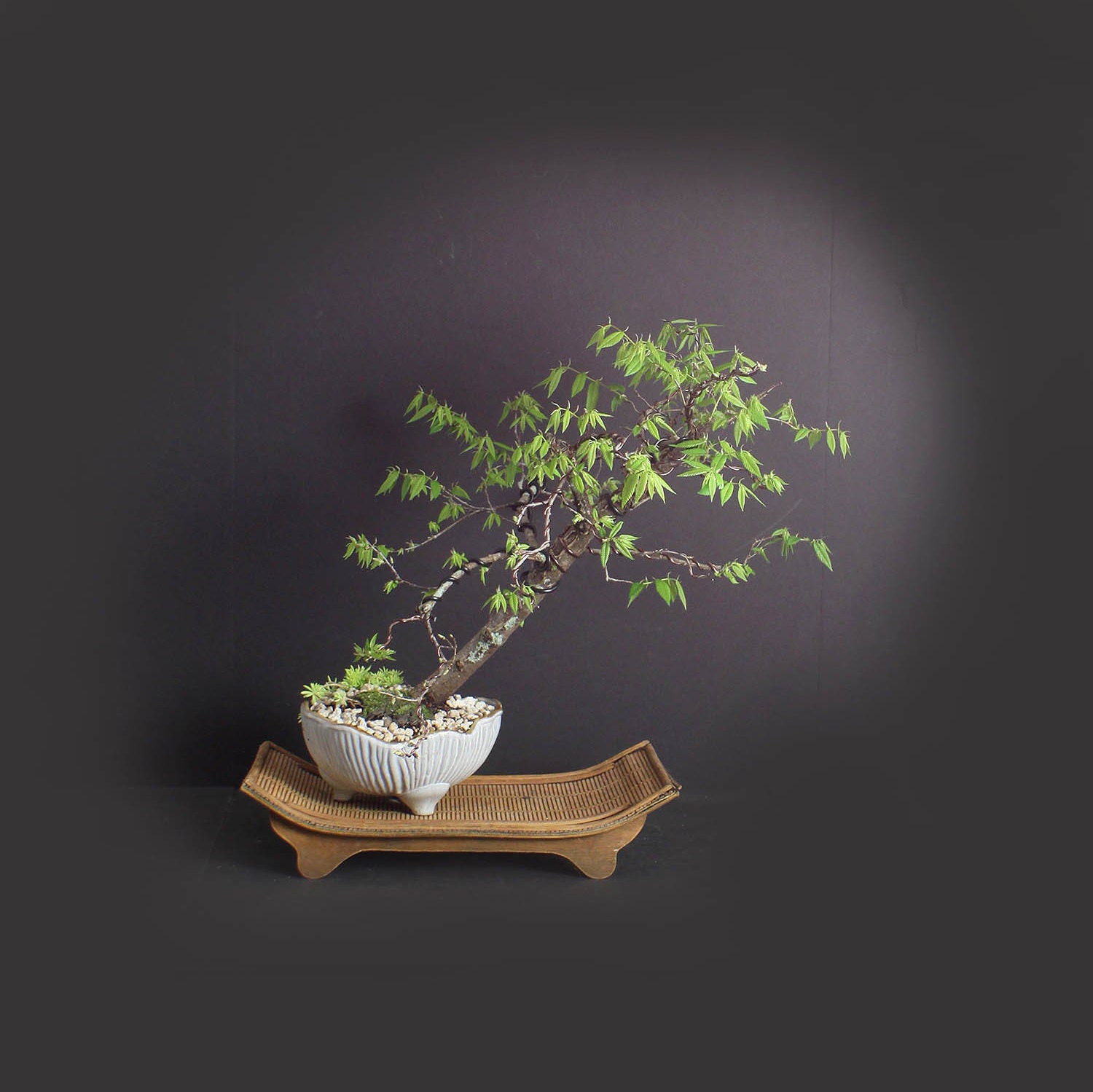 Winged Elm Bonsai Tree, Native bonsai collection from Live Bonsai Tree