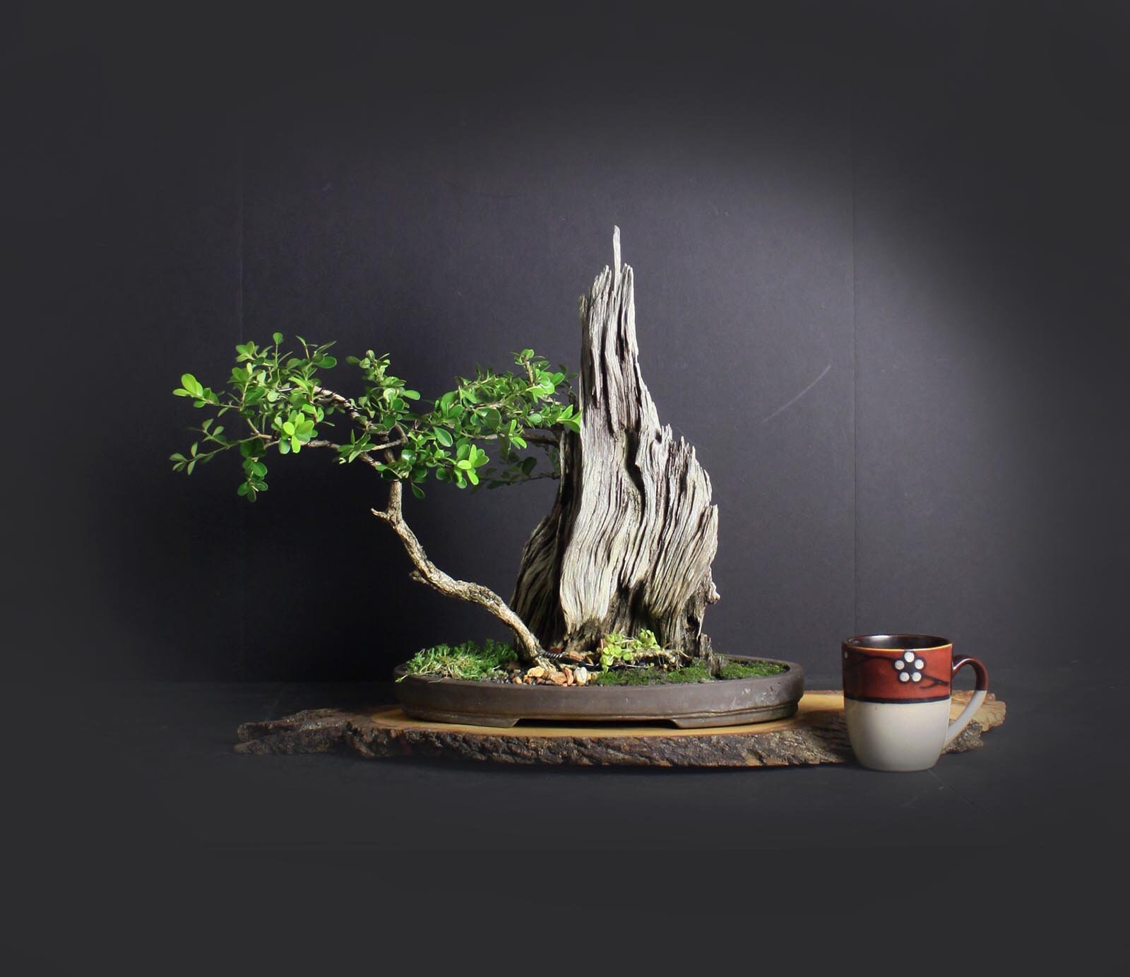 Japanese Boxwood Bonsai Trees, Japanese bonsai collection LiveBonsaiTree