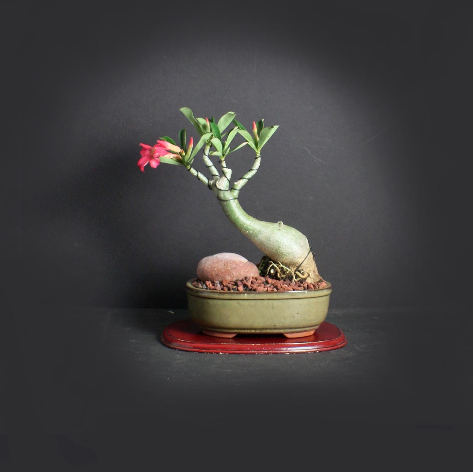 Desert Rose Bonsai Tree, Blooming collection from LiveBonsaiTree
