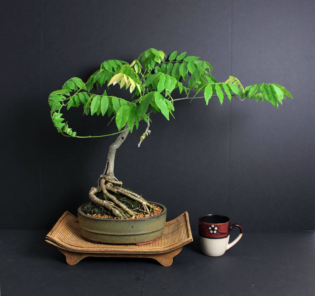 Japanese Wisteria Bonsai Tree Summer'17 Theatrical Collection by