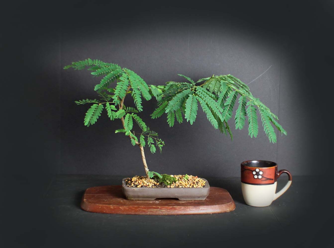 Acacia Bonsai Tree Acacia Collection From Livebonsaitree Acacia Bonsai Tree Acacia Collection From Livebonsaitree