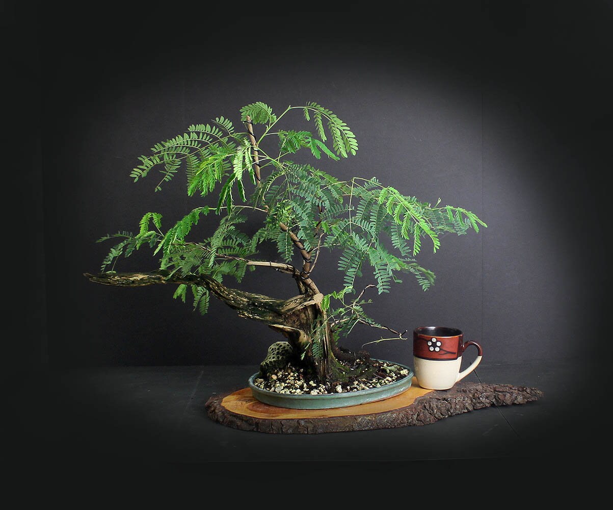 Acacia Bonsai tree Exotics collection from LiveBonsaiTree