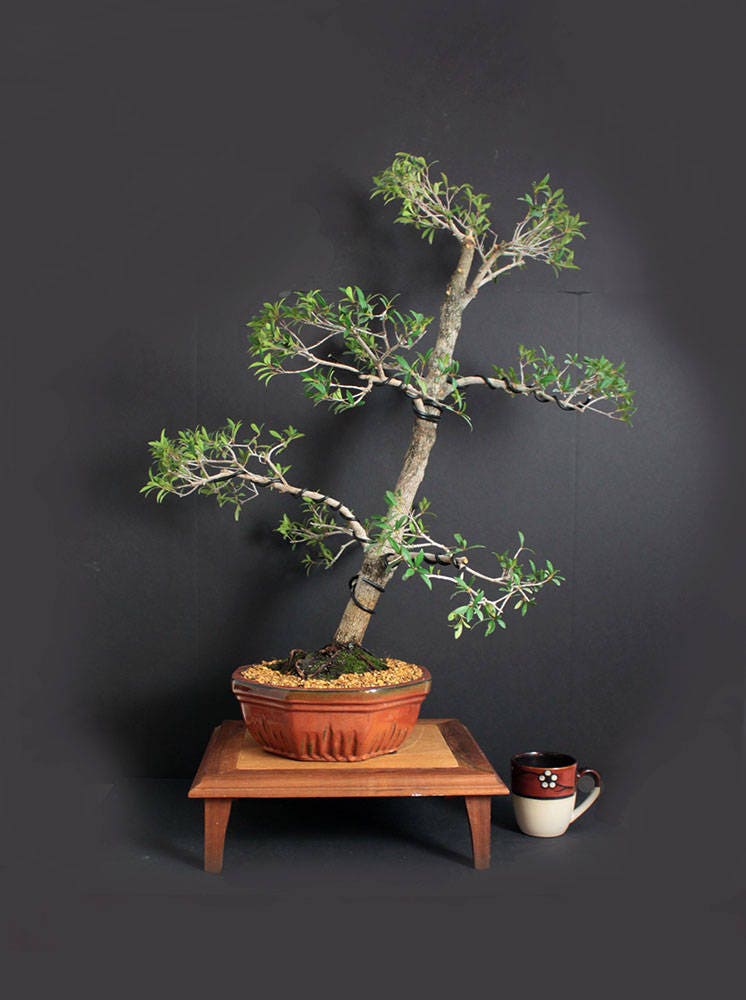 Australian brush cherry bonsai tree Summer'17 Fruiting Collection by