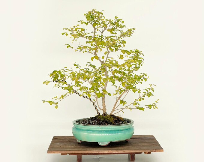 Ligustrum Chinesis bonsai tree, "Will do you good" collection from Live Bonsai Tree