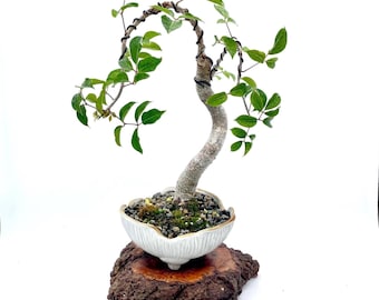 Rare Copper Gumbo Limbo Bonsai – Bursera simaruba – Elegant Tropical Specimen