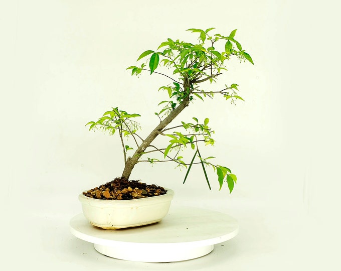 Vietnamese Water jasmine bonsai tree, "Green soul" collection from Live Bonsai Tree