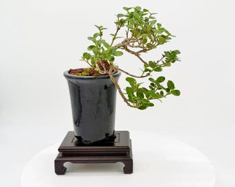 Cascading Natal Plum bonsai tree, edible fruit, white star flowers