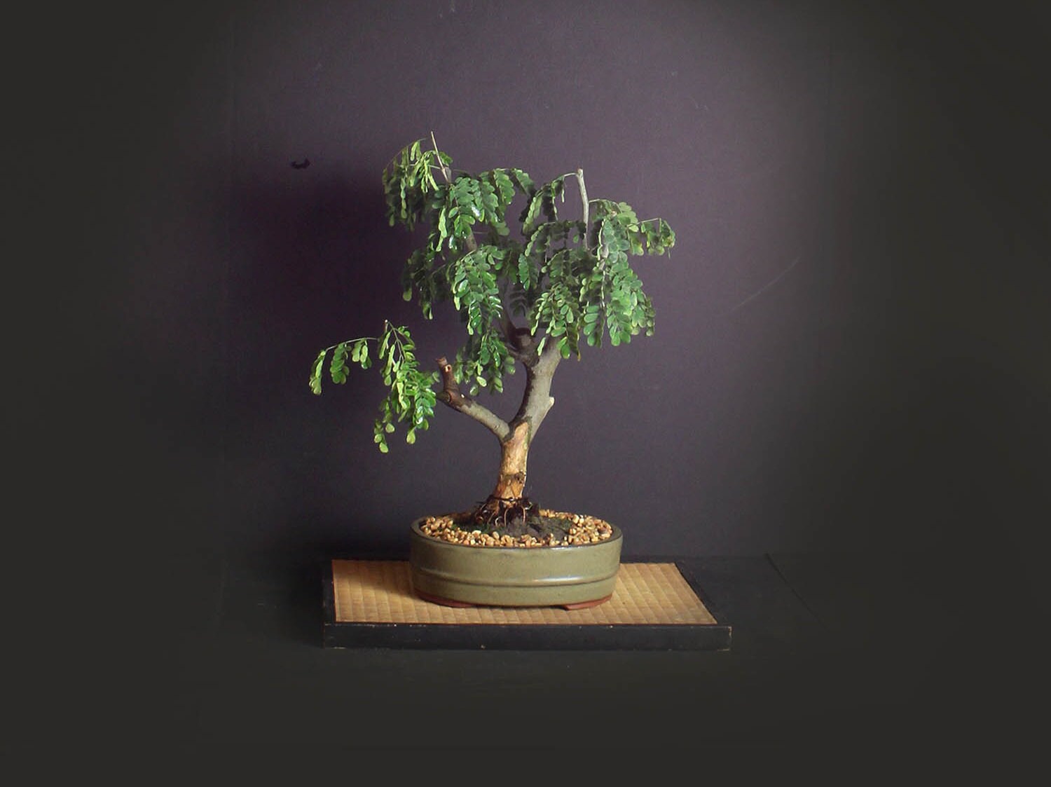 Rare thornless Brazilian raintree bonsai tree, Amazon exotics