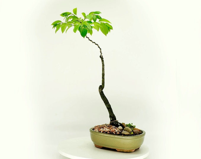 Dwarf native Persimmon bonsai tree "Green soul" collection from Live Bonsai Tree