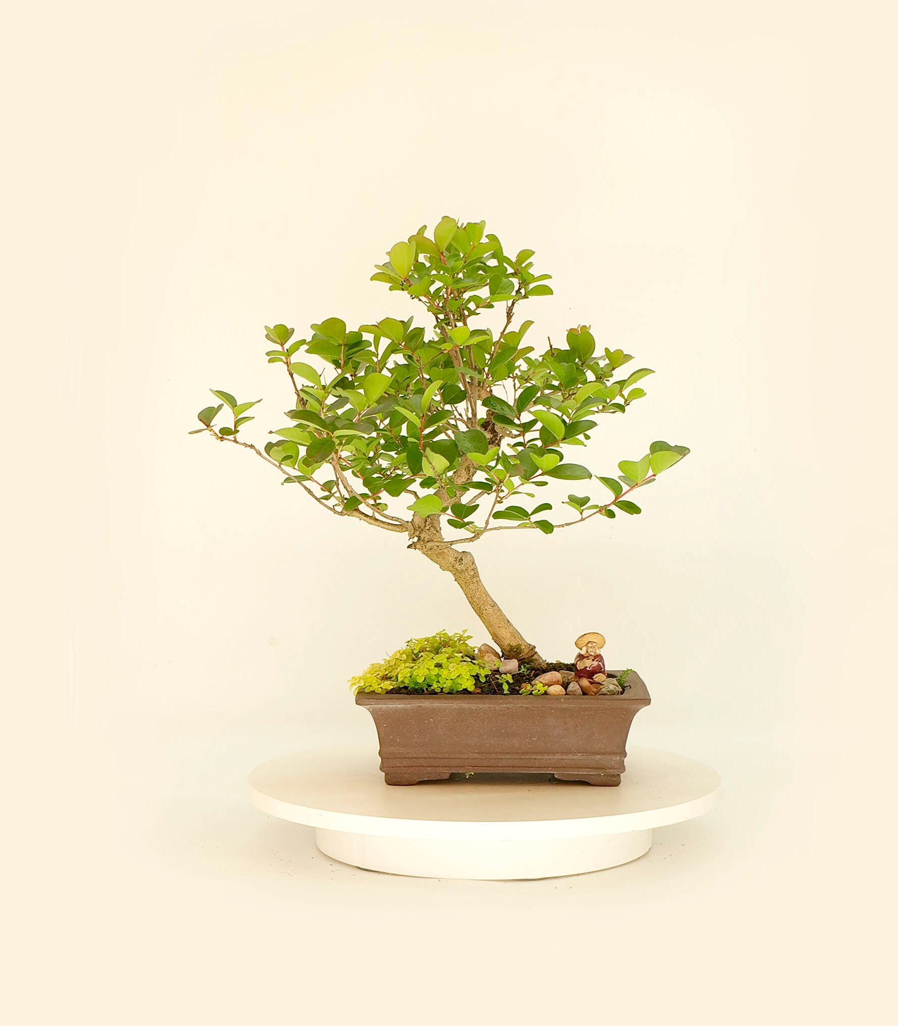 Crape myrtle bonsai tree, Indian Lilac Experience collection from Live