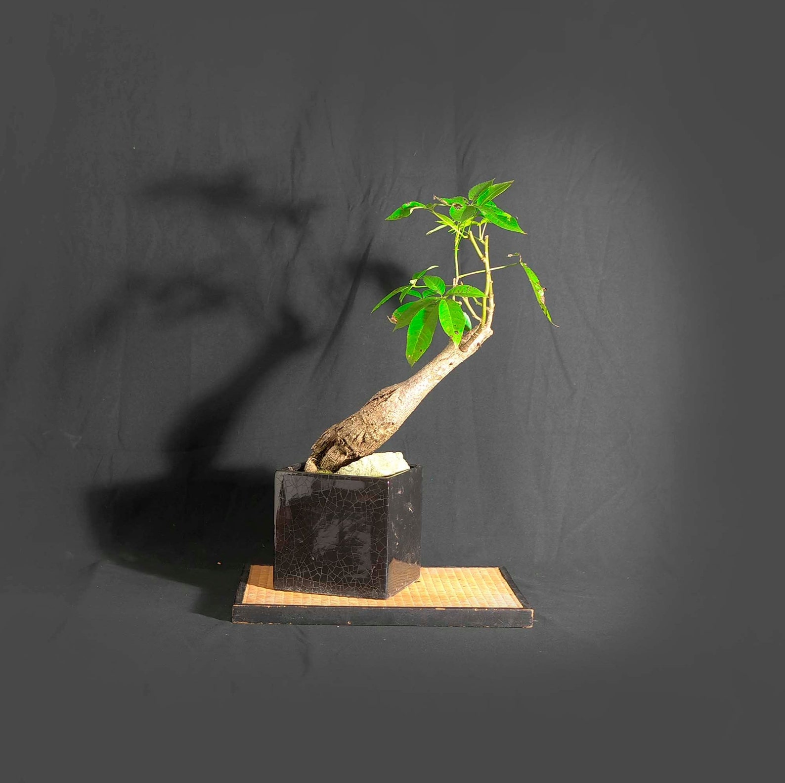 Mature Silk Floss Kapok Bonsai Tree Patience Etsy