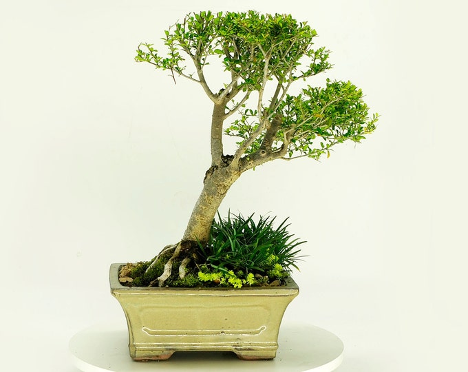 Mature Neea buxifolia bonsai tree, "Neea Experience" collection from Live Bonsai Tree, native Puerto Rican boxwood