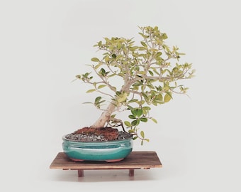 Mature Green Mound Fig bonsai tree, "Will do you good" collection from Live Bonsai Tree