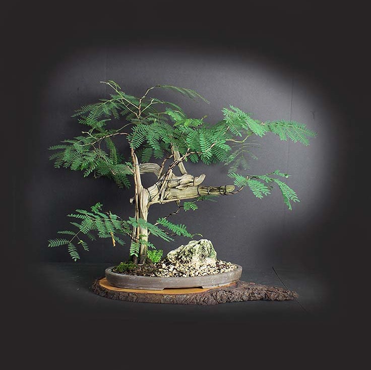 32+ Acacia Bonsai Care Full Hobby plan