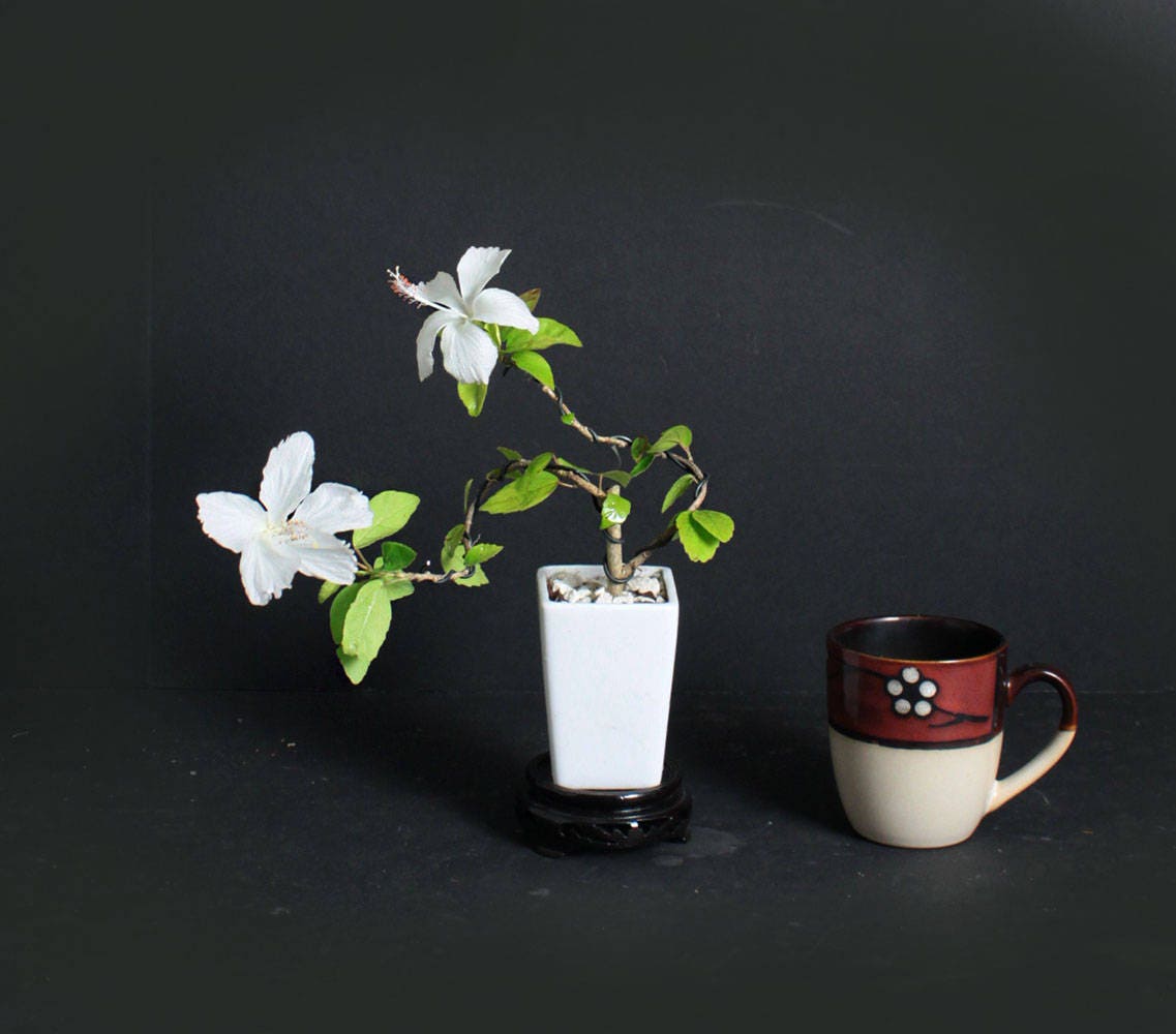 Rare all white Hibiscus pre bonsai tree, Blooming bonsai collection