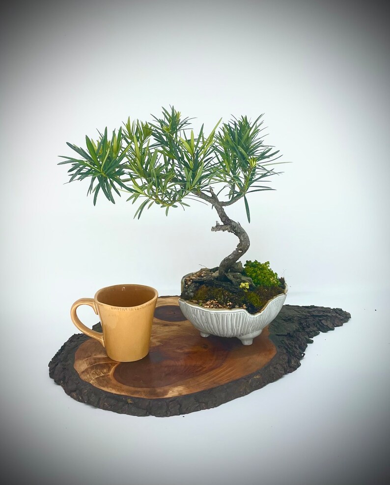 Buddha pine bonsai tree, Reward Yourself collection from Live Bonsai Tree image 2