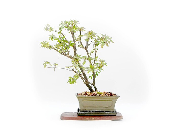 Firebush bonsai tree, "Healthy body and mind" collection from LiveBonsaiTree