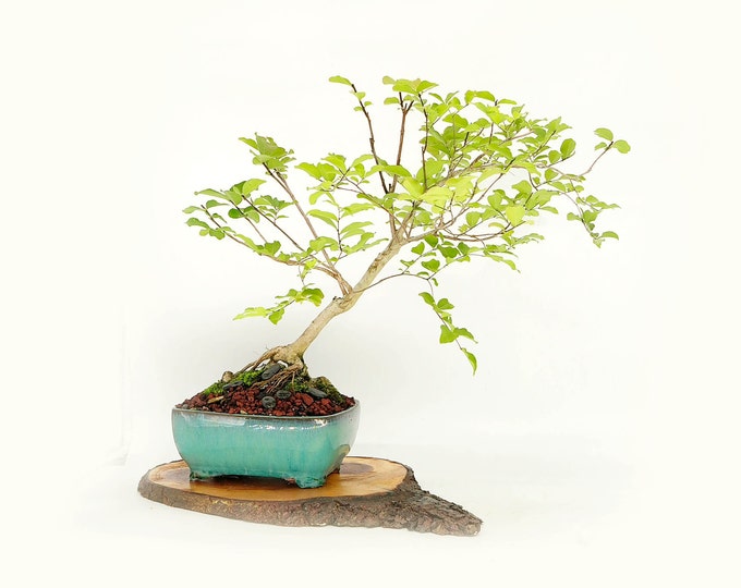 Crape myrtle bonsai tree, "Alternate Energy" collection from Live Bonsai Tree