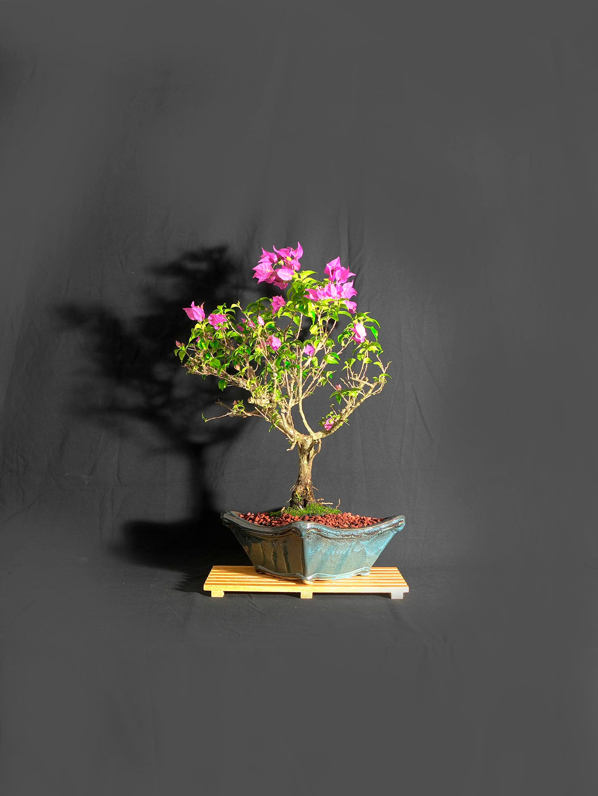 Purple bougainvillea bonsai tree, 2021 collection from