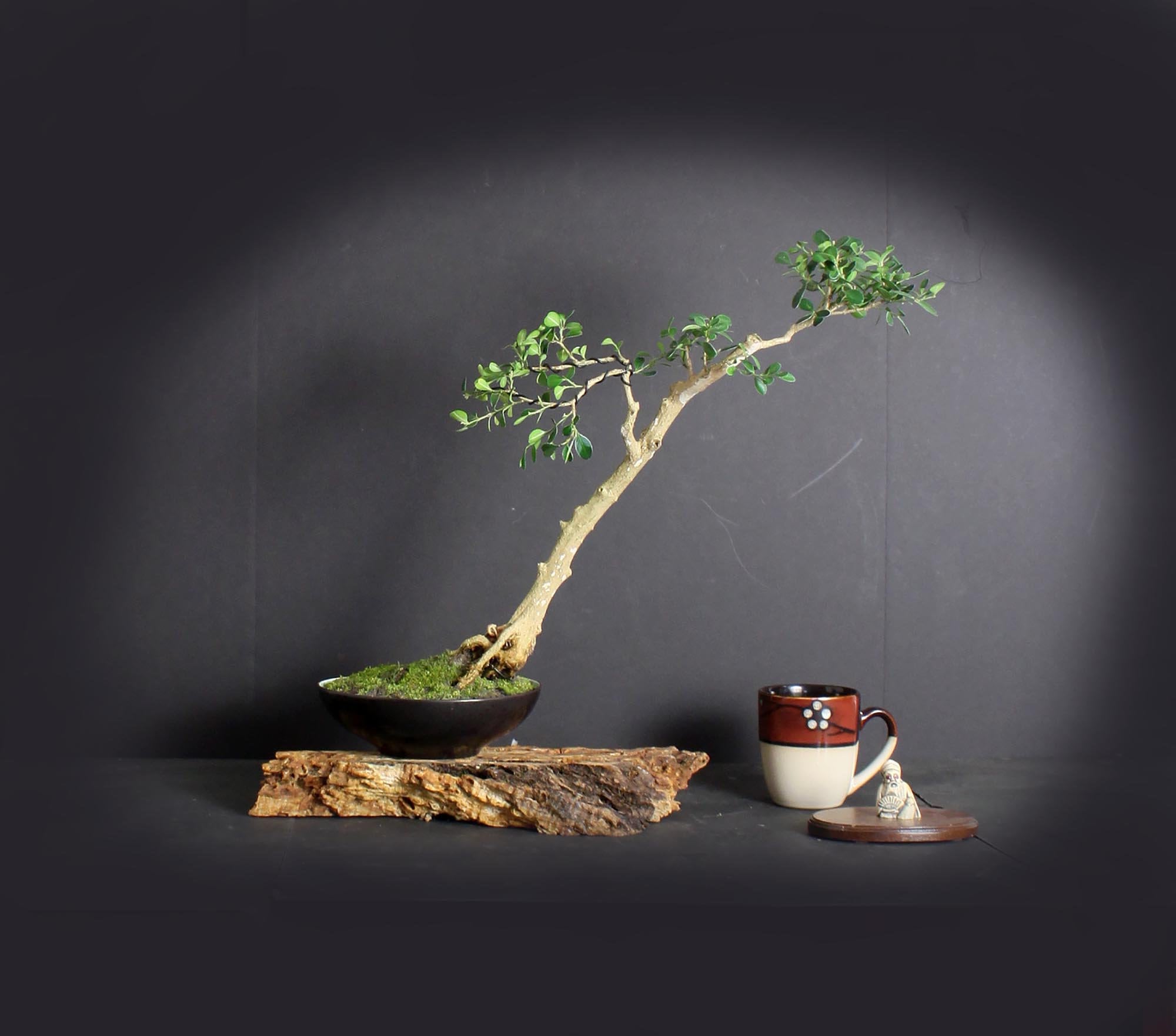 Japanese Boxwood Bonsai Tree, Japanese bonsai collection LiveBonsaiTree