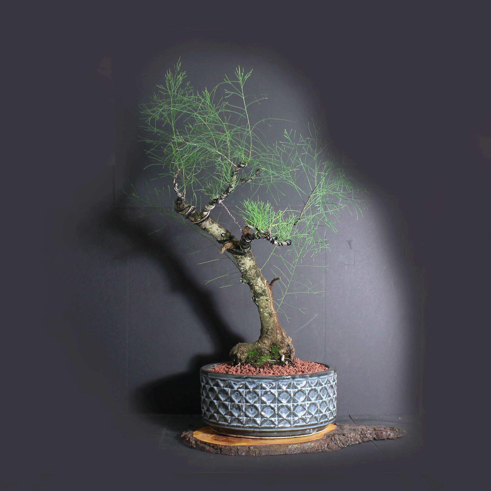 Mature Australian Pine Bonsai tree, Conifer collection from LiveBonsaiTree