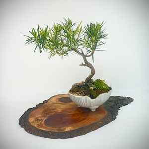 Buddha pine bonsai tree, Reward Yourself collection from Live Bonsai Tree image 1