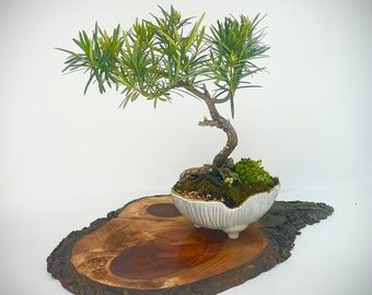 Buddha pine bonsai tree, "Reward Yourself" collection from Live Bonsai Tree